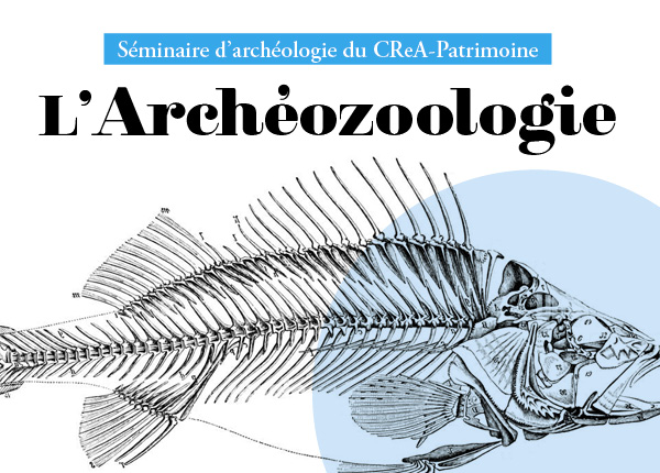 Séminaire d'archéologie - L'archéozoologie